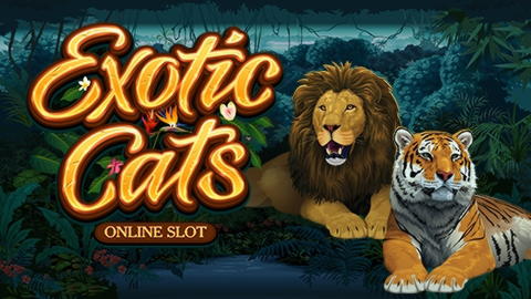 555% No Rules Bonus! at Omni Slots Casino